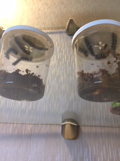 Cup of caterpillars 